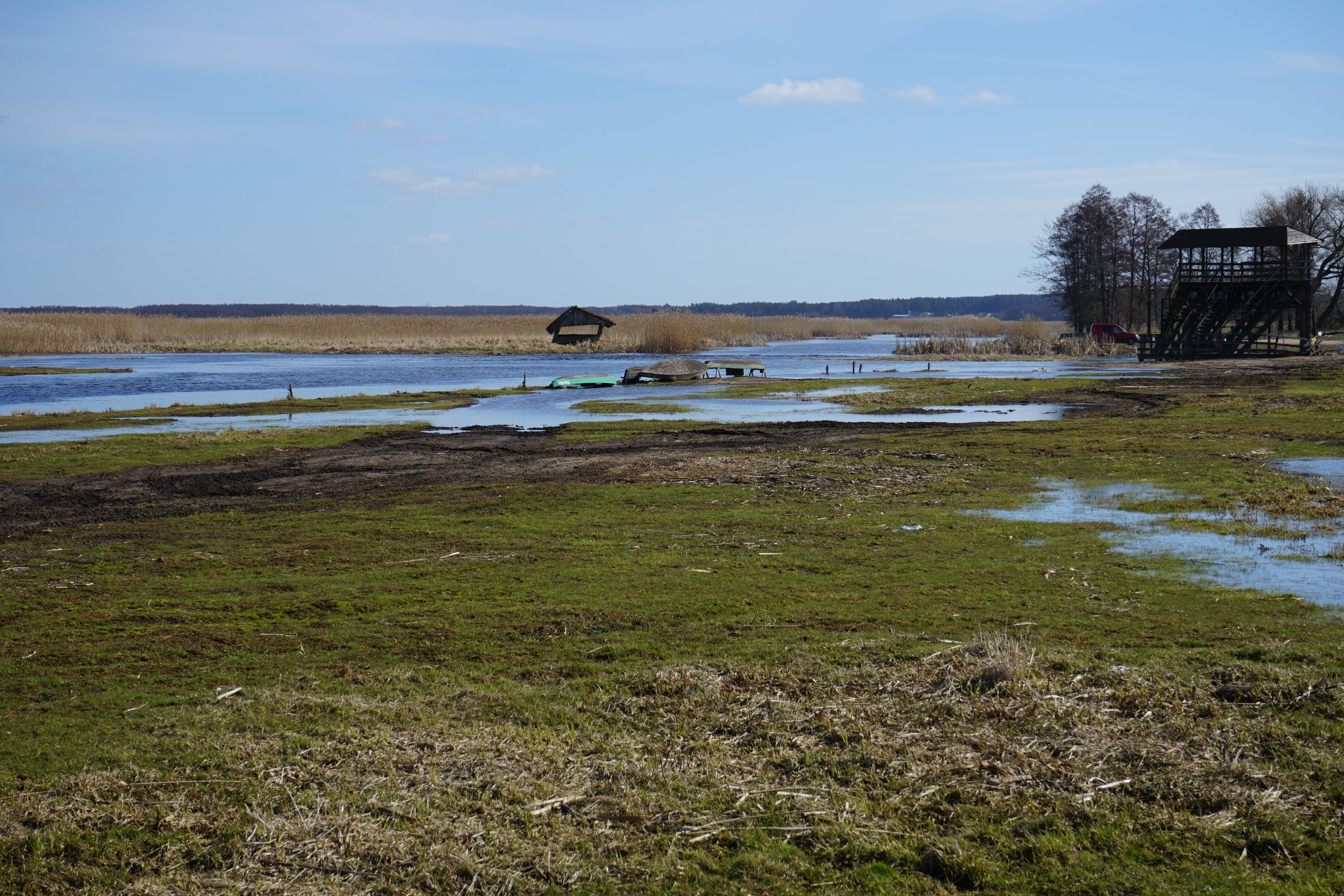 Narew